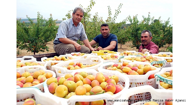 Kayısıda bu yıl rekolte de fiyatlar da beklentiyi karşılamadı