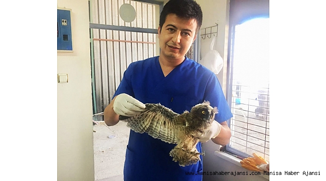 Kırkağaç'ta kulaklı orman baykuşu bulundu