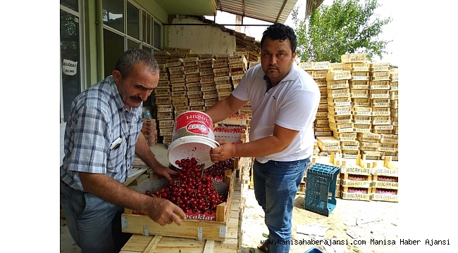 Selendili kiraz üreticileri tedirgin