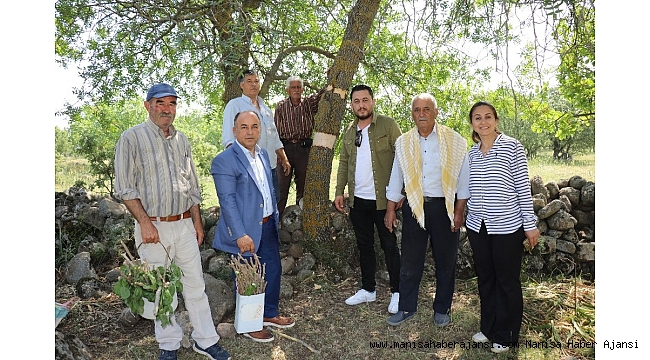 Yunusemre'de 80 bin ağaca aşılama