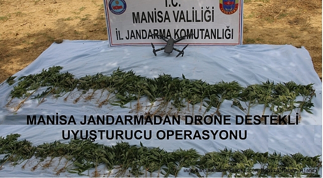 Manisa'da kenevir operasyonu
