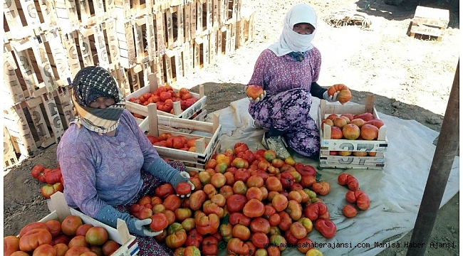 Manisa'da yerli domateste hasat zamanı