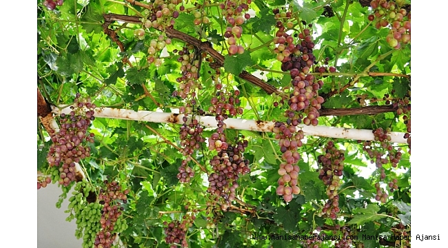 Sarıgöl'de haziran üzümü ilgi gördü
