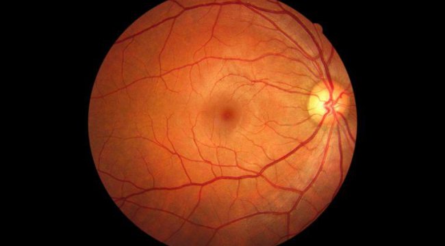 Görme bozukluklarının tedavisi için retina üretildi