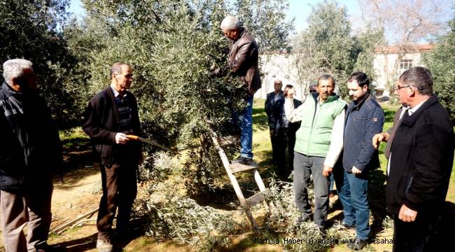 Sarıgöl'de zeytin budama eğitimi