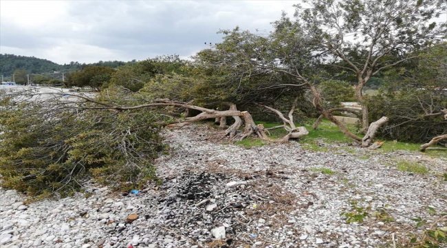 Akbük Koyu'nda çok sayıda ağaç kesildi