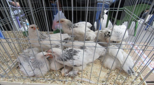 Kanatlı süs tavukları alıcısını buldu