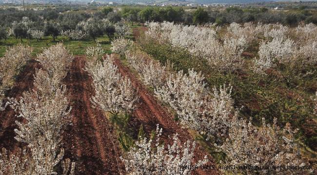 Kiraz üreticisi yeni sezondan umutlu