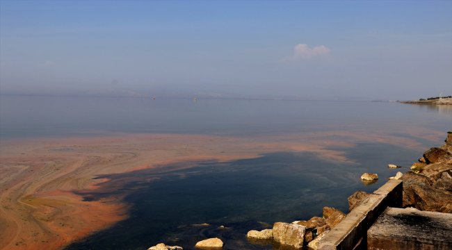 Planktonların çoğalmasıyla deniz kıyısı renklendi