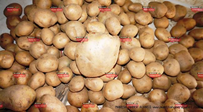 Yaklaşık 1 kilogramlık patates ilgi çekiyor