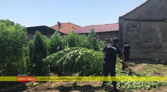 Kenevir bahçesinde yakalandı, "içiciyim" diye savunma yaptı