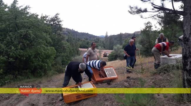 Manisa'da bin 500 keklik doğaya salındı