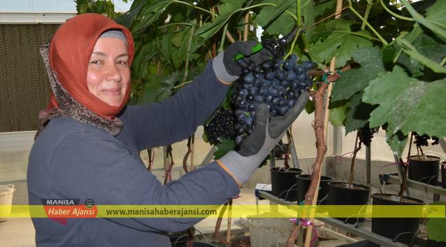 Mevsiminden bir ay önce üzüm yetiştirildi