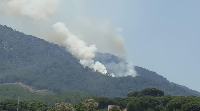 Muğla'da orman yangını