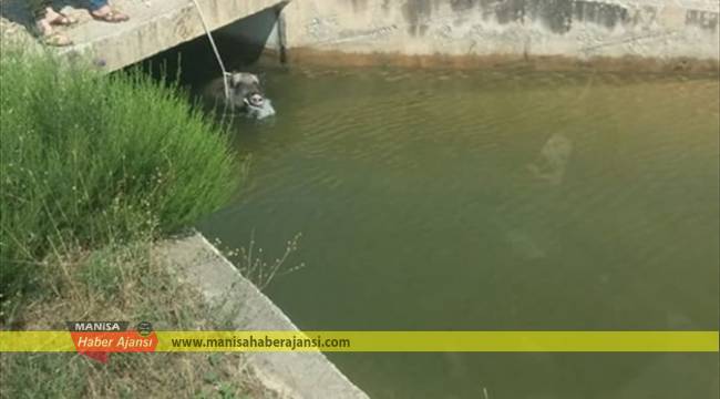 Su kanalına düşen domuzu vatandaşlar kurtardı