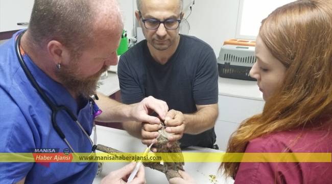 Boynuzlu baykuş tedavisinin ardından doğaya salındı