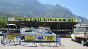 Manisalılar kurbanlık için bayram gününü bekliyor