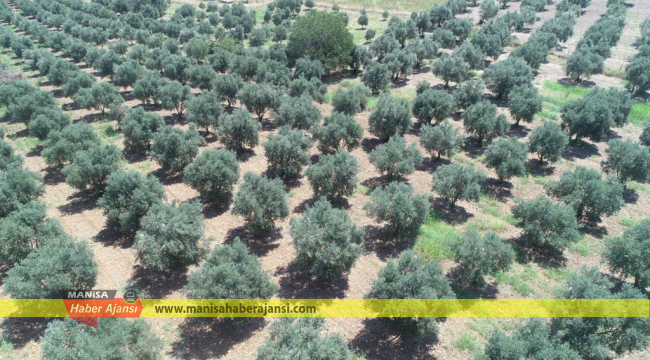 ZEYTİN BULANA ÇEYREK ALTIN