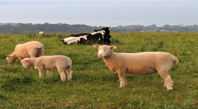 Efeler Çiftliği'nde koronavirüs tedbirleri