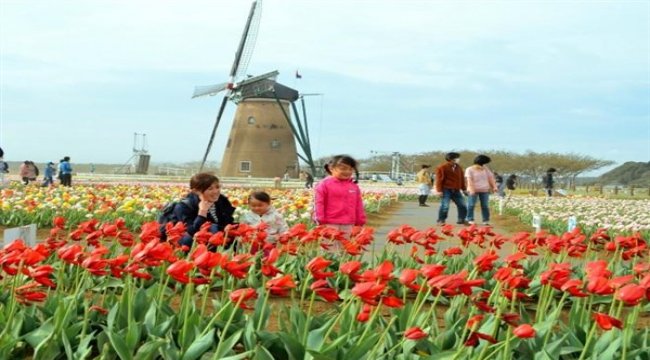 Japonlar corona virüsü nedeniyle 100 bin laleyi kesti