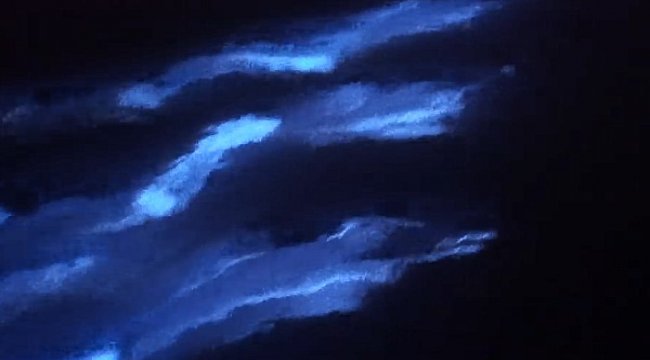 Kaliforniya'nın ''mavi yunusları''