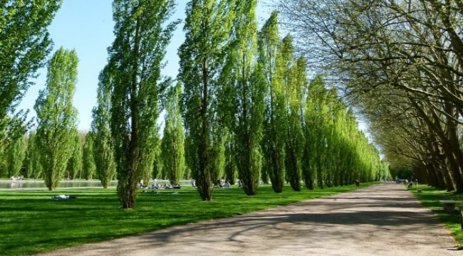 Keşmir corona salgınına karşı kavak ağaçlarını kesiyor