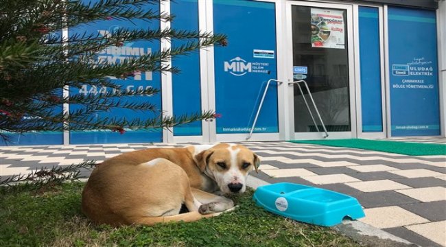 Limak Enerji, can dostlarını korona salgını günlerinde de unutmadı