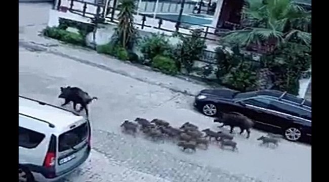 Marmaris’te yaban domuzları şehire indi