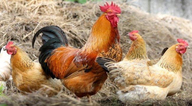 Tavuk eti üretimi %9,1 arttı