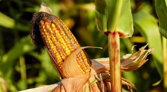 Yeni geliştirilen silajlık mısır çeşidi ekonomiye 100 milyon lira katkı sağlayacak