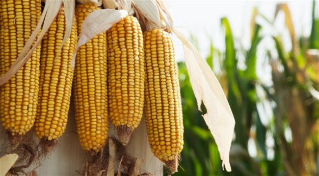Cargill salgın döneminde üretime devam eden kahraman çiftçileri yalnız bırakmadı