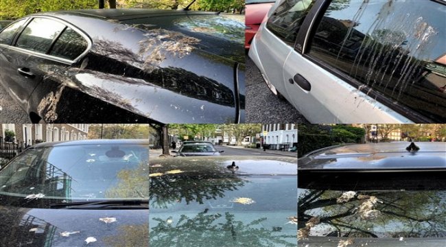 Ford’dan kuş pisliklerine karşı sıra dışı boya koruma yöntemi