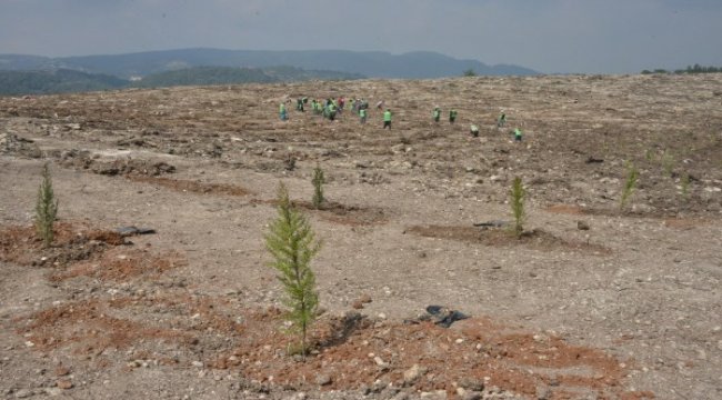 Mersin'de İdlip şehitleri için hatıra ormanı