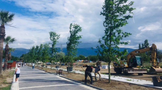 80 çınar, 30 palmiye toprakla buluştu