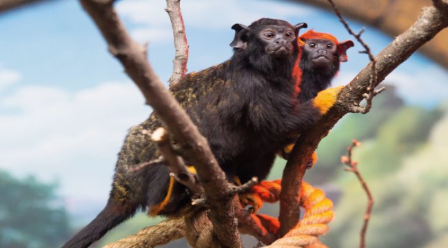 Jungle Park kapılarını yepyeni keşiflere açıyor