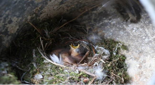 Koruma altındaki kelaynakların yavruları hayata gözlerini açmaya başladı