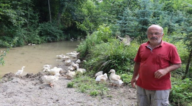 Pekin ördeği için Karadeniz’de ve Ordu’da ilk çiftlik kuruldu