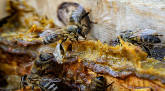 Prof. Dr. Sibel Silici:Yasaklar bitti asıl bundan sonra propolis kullanmalıyız