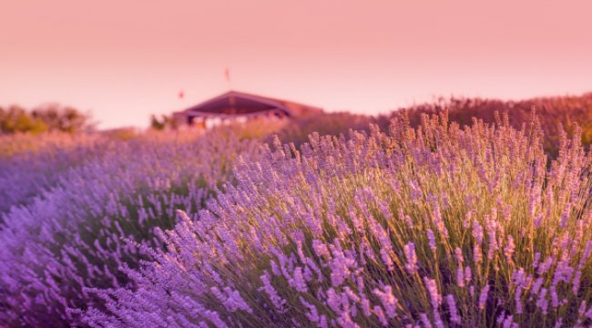 Setur, güvenli kültür turlarına başlıyor