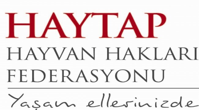 TikTok hayvanlara şiddete karşı Haytap ile el ele veriyor