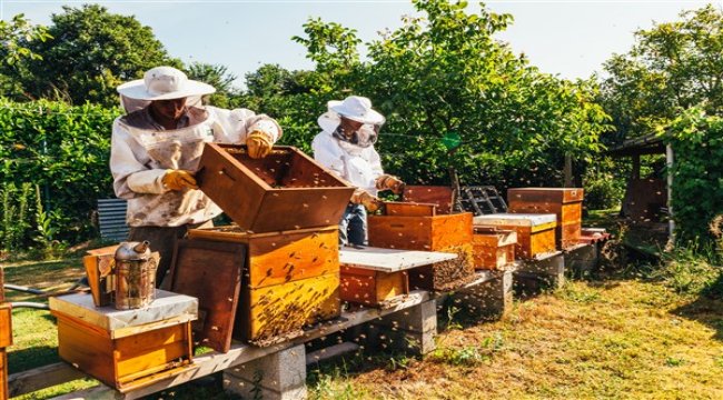 Türk çam balı dünya markası olacak