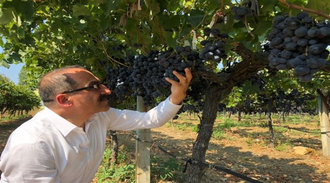 Diyabet hastalarının gözdesi Superior Seedless çeşidi sofralık üzüm ihracat yolcusu