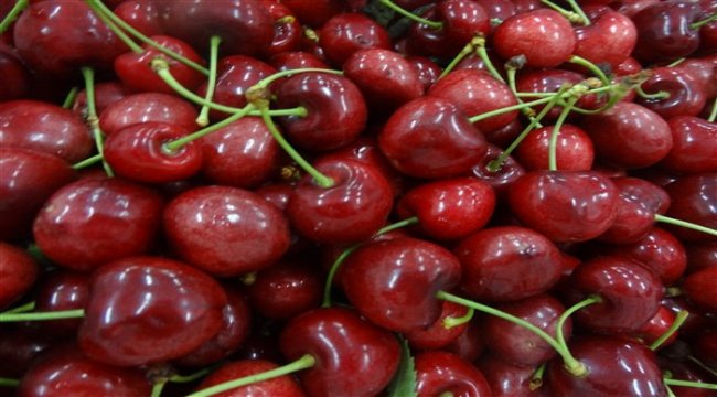Kiraz ihracatından yeni rekor geldi