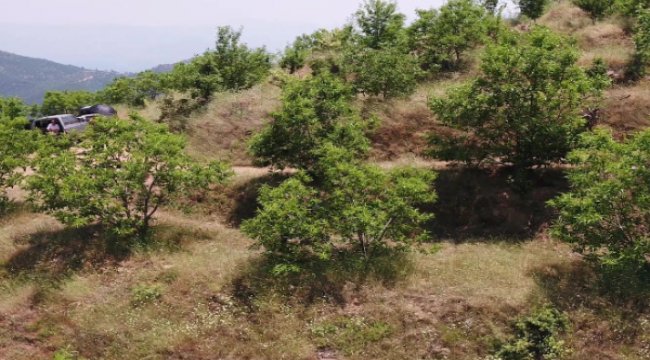 Köyler gelir getirici ağaç modeliyle kalkınıyor