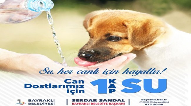 Sokak hayvanları için 'bir kap su'kampanyası