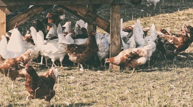 Tavuk yumurtası üretimi 1,7 milyar adet oldu