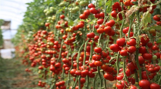 500 üretici sanal dünya da pazar arıyor