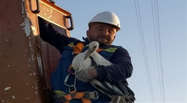 ÇEDAŞ ekiplerinden leylek kurtarma operasyonu
