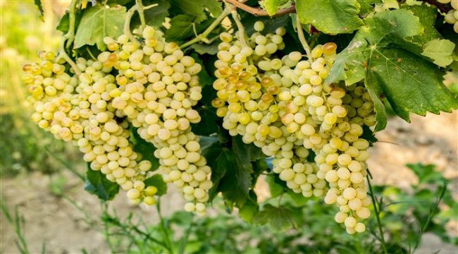 Çekirdeksiz Sultani Üzüm ihracat yolcusu