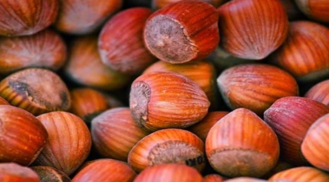 Fındıkta ihraç sezonu bugün başladı